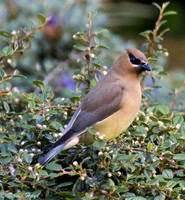 Cedar Waxwing