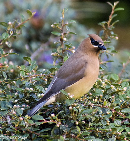 Cedar Waxwing