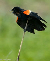 Red Winged Blackbird