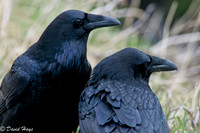 Pair of Ravens