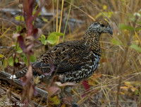 Blue Grouse