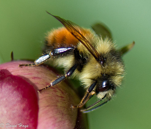 Bee on Pionee