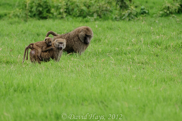 Baboon Family