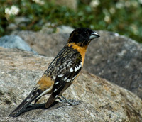 Black Headed Grossbeak