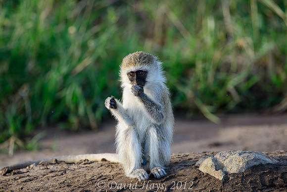 Young male Vervet Monkey