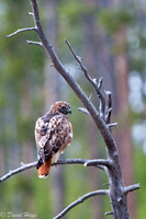 Red Taill Hawk