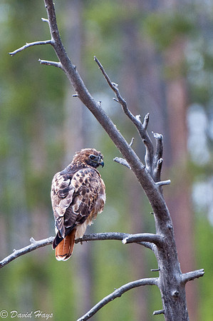 Red Taill Hawk