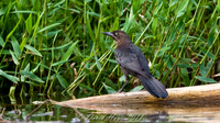 Great-tailed Grackle