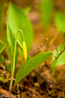 Spring Wild Flower