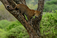 Male Leopard descending a tree
