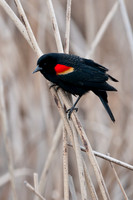 Red-Winged Backbird