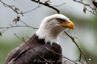 Eagle Closeup