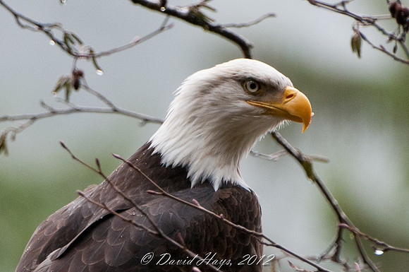 Eagle Closeup