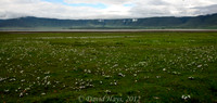 Ngorongoro Crater Landscape with white Lupine in the foreground