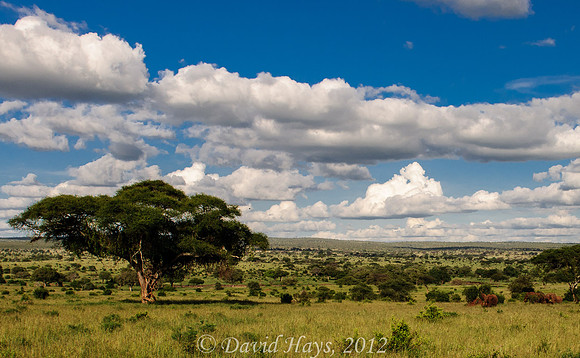 Elephants on Tanzanian plain