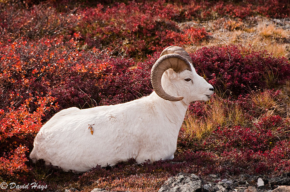 Dahl Ram
