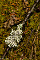 Lichen on Stick