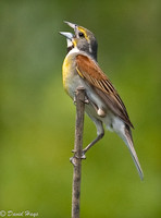 Dickcissel