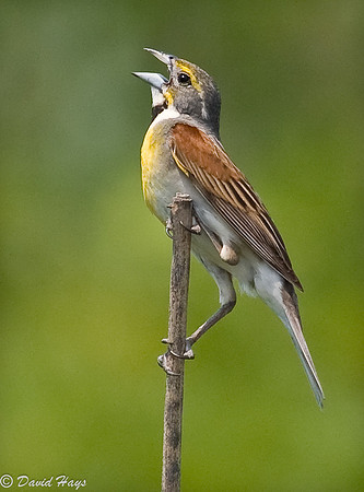 Dickcissel
