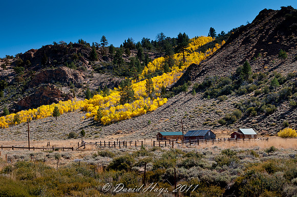 Fall Color on US 395