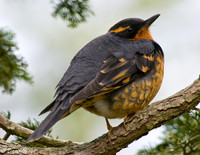 Varied Thrush