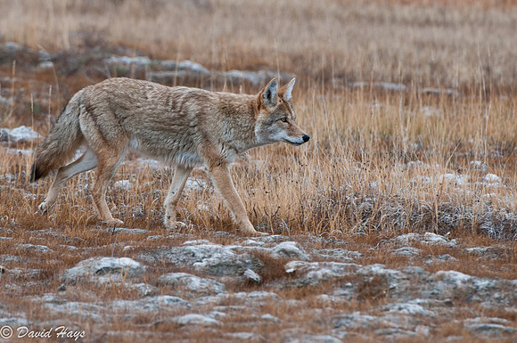 Coyote