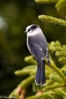 Gray Jay