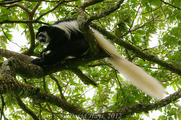 Colubus Monkey