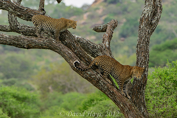 Pair of Leopards descending a tree