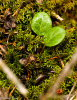 Pair of Leaves in Bed of Moss