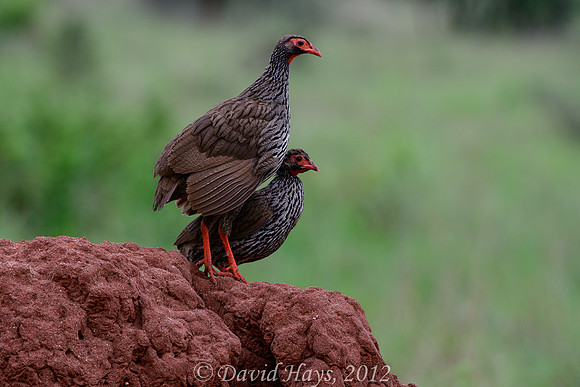 Red-knecked Spurfowl