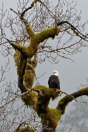Eagle in Mossy Tree
