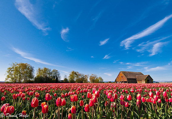 Tulip Field