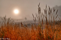 Grass in sunlit fog