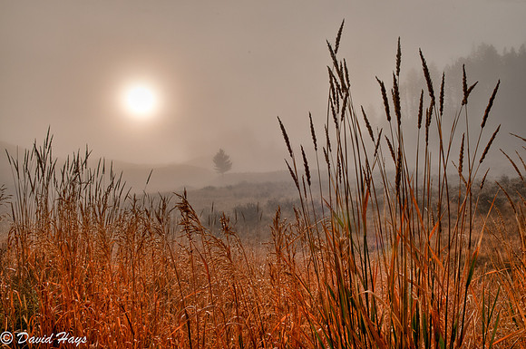 Grass in sunlit fog