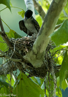 Eastern Phoebe