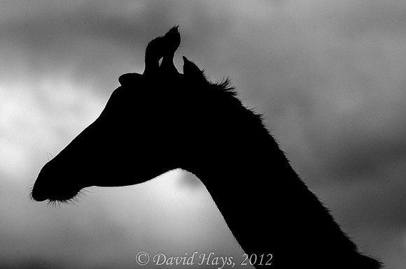 Giraffe & Oxpecker in Silhouette