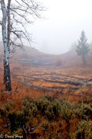 Sage & Grass in the Fog
