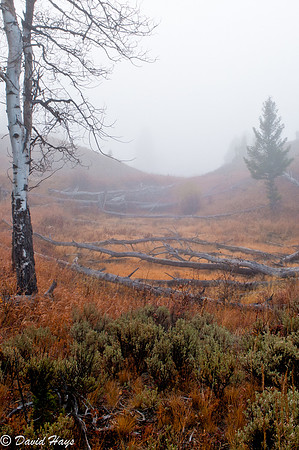 Sage & Grass in the Fog
