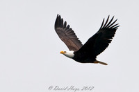 Eagle in Flight