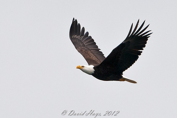 Eagle in Flight