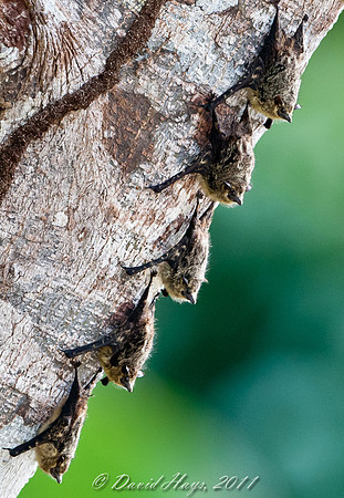 Long-nosed Bats