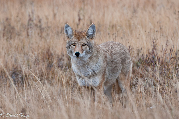 Coyote