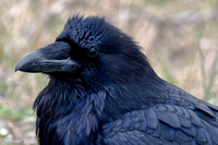 Raven