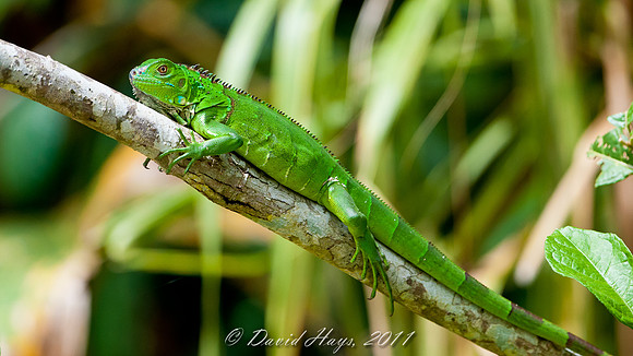 Iguana