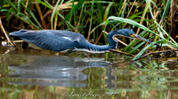 Little Blue Heron