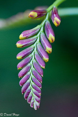 Blossom