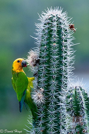 Brown-throated Parakeet