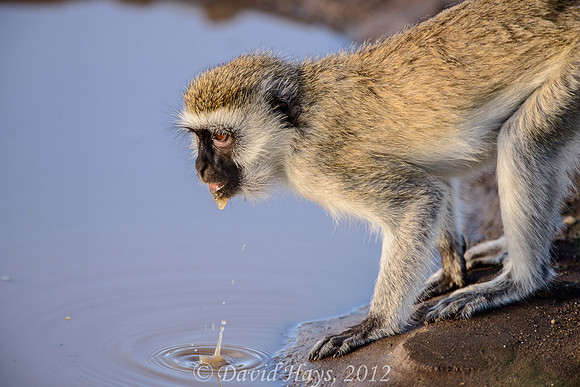 Vervet Monkey at watering hole