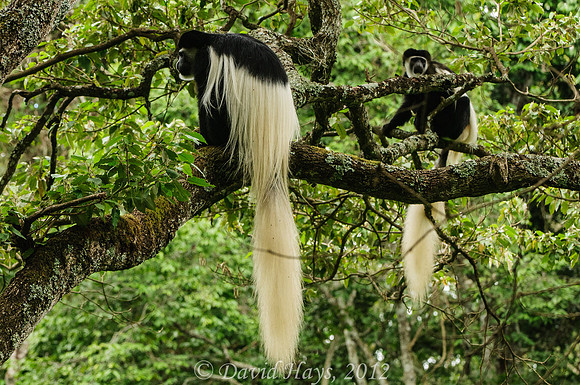 Colubus Monkeys